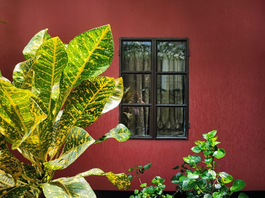 Red painted wall with a window and green plants.
